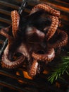 Macro shot. Big octopus grilled with green rosemary sprigs. The concept is cooking seafood, recipes for home and restaurant