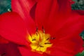 Macro shot of big red tulip flower Royalty Free Stock Photo