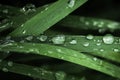 Macro shot of big water drops on green leaves after the rain. Selective focus. Big droplet of morning dew on the grass. Drops of Royalty Free Stock Photo