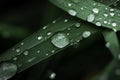 Macro shot of big water drops on green leaves after the rain. Selective focus. Big droplet of morning dew on the grass. Drops of Royalty Free Stock Photo