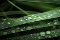 Macro shot of big water drops on green leaves after the rain. Selective focus. Big droplet of morning dew on the grass. Drops of Royalty Free Stock Photo