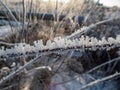 Macro shot of big ice crystals of white early morning frost on plants in winter in sunlight Royalty Free Stock Photo