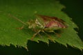 Macro shot of birch shieldbug (elasmostethus interstinctus) on green leaf