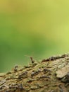 Macro shot of black ants on branch tree Royalty Free Stock Photo
