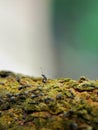 Macro shot of black ants on branch tree Royalty Free Stock Photo