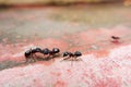 Macro shot of black ants communicating each other