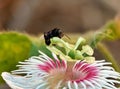 Macro shot of a black bee pollinating a beautiful white pink flower Royalty Free Stock Photo
