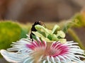 Macro shot of a black bee pollinating a beautiful white pink flower Royalty Free Stock Photo