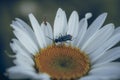 Macro shot of a black bug pollinating the Oxeye daisy flower