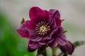 Black burgundy brown Delila hellborus blooms in the spring garden