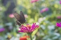 Macro shot, a black butterfly on a small red flower Royalty Free Stock Photo