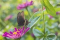 Macro shot, a black butterfly on a small red flower Royalty Free Stock Photo