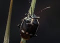 Macro shot of a black cabbage bug on a green plant Royalty Free Stock Photo