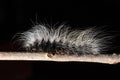 Macro shot of a black caterpillar with white hair crawling on a wooden stick Royalty Free Stock Photo