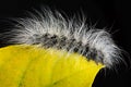 Macro shot of a black caterpillar with white hair crawling on a yellow leaf Royalty Free Stock Photo