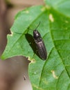 Macro shot of a black click beetle on a green leaf Royalty Free Stock Photo