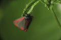 Macro shot of a black and red butterfly sitting on a leaf Royalty Free Stock Photo