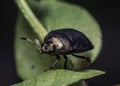 Macro shot of a black sehirus cinctus on a green plant Royalty Free Stock Photo