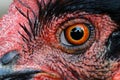 Macro shot of a black sex link hen's eye Royalty Free Stock Photo