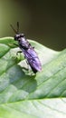 macro shot of black soldier fly Royalty Free Stock Photo