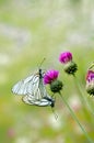 Butterfly Macro Black-veined white