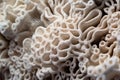 a macro shot of a bleached corals intricate structure