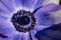 Macro shot of blooming anenome flower on a blurry background in spring Royalty Free Stock Photo