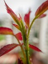 Macro shot of a blooming leaf, with water droplets on it. Royalty Free Stock Photo