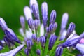 Macro shot,blooming Lily of the Nile or African Lily flowers with raindrops