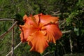 Close-up of an orange hibiscus flower in full bloom Royalty Free Stock Photo