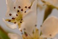 Macro shot of blooming pear tree flowers Royalty Free Stock Photo