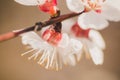 Macro shot blooming pink apricot flowers on tree branch Royalty Free Stock Photo