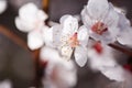 Macro shot blooming pink apricot flowers on tree branch Royalty Free Stock Photo