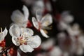 Macro shot blooming pink apricot flowers on tree branch Royalty Free Stock Photo