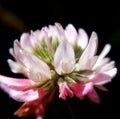 Macro shot of blooming pink clover on dark background Royalty Free Stock Photo