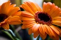 Macro shot of blooming orange and yellow Gerbera flower Royalty Free Stock Photo