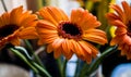 Macro shot of blooming orange Gerbera flower