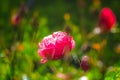 Macro shot of blooming pink rose flower against a green blurry background Royalty Free Stock Photo