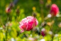 Macro shot of blooming pink rose flower against a green blurry background Royalty Free Stock Photo