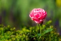 Macro shot of blooming pink rose flower against a green blurry background Royalty Free Stock Photo