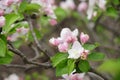 Macro shot of blooming in spring flowers of apple tree Royalty Free Stock Photo