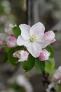Macro shot of blooming in spring flowers of apple tree Royalty Free Stock Photo