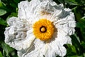 Macro shot of a blooming white flower with yellow style stigma ovule