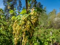 Macro shot of blooming yellow-green flowers of Redcurrants Ribes rubrum on a branch on sunny day in spring with bright blue sky Royalty Free Stock Photo