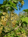 Macro shot of blooming yellow-green flowers of Redcurrants Ribes rubrum on a branch on sunny day in spring with bright blue sky Royalty Free Stock Photo