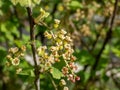 Macro shot of blooming yellow-green flowers of Redcurrants Ribes rubrum and small maturing berries on a branch of a bush. Home