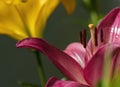 Macro shot from the blossom of a pink lily