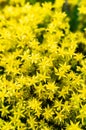 Macro shot of the blossomed yellow Goldmoss stonecrop flowers