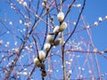 Macro shot of blossoming pussy-willow with blue sky background Royalty Free Stock Photo