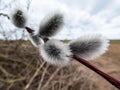 Macro shot of blossoming pussy-willow with country landscape in the background. The first signs of spring expressions: opening Royalty Free Stock Photo